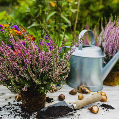 The Autumn garden must do list