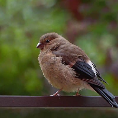 How to look after the wildlife in your garden during the winter