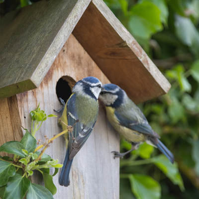 5 Ways to make your garden an eco-friendly haven