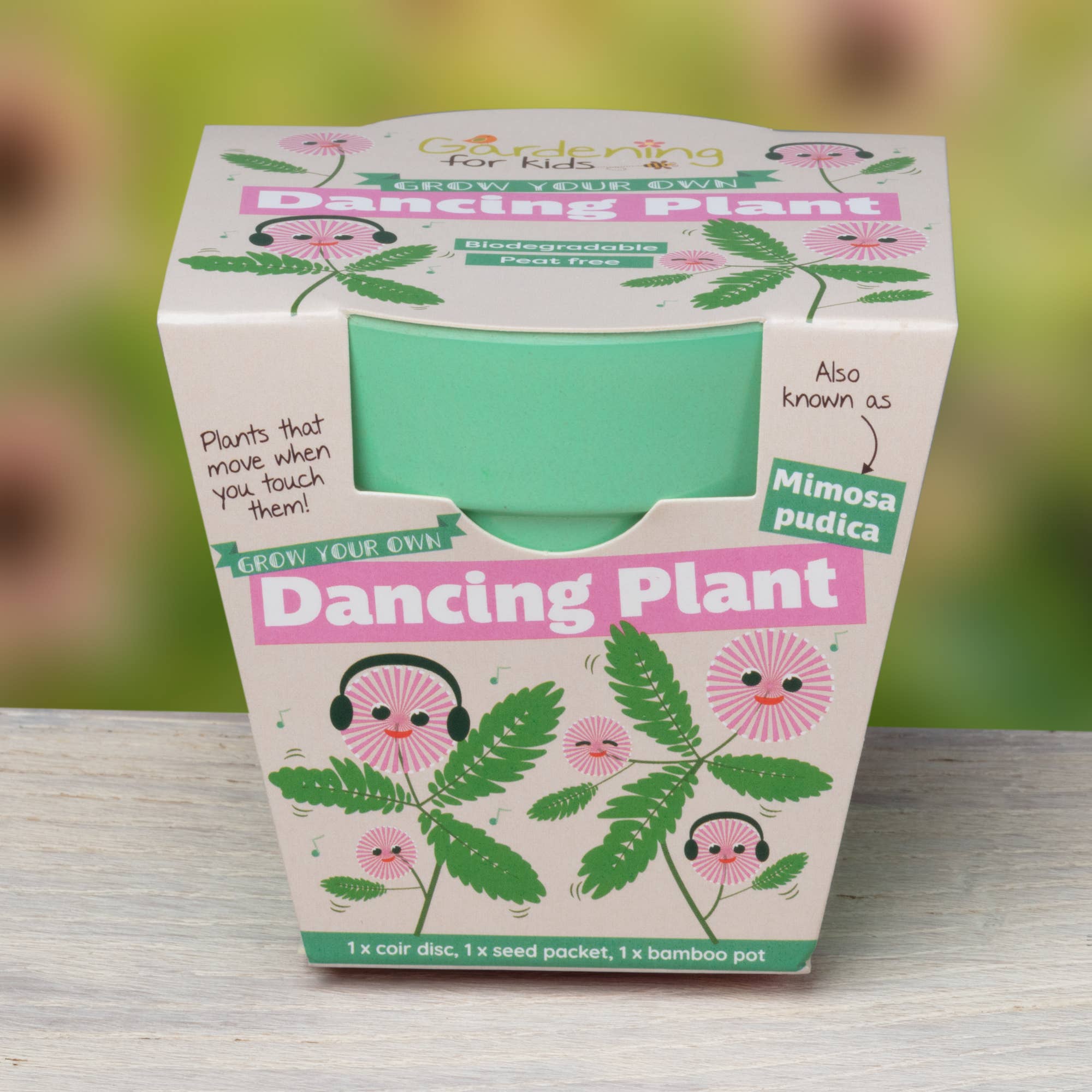 Grow Your Own Dancing Plant