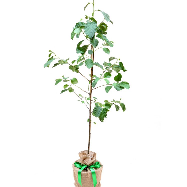 Alder Tree Gift