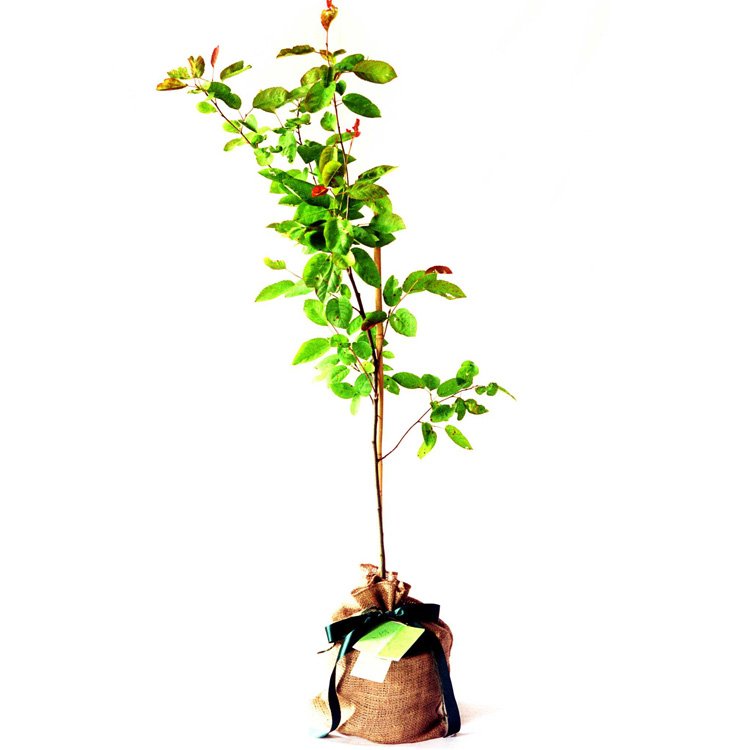 Amelanchier Canadensis Gift