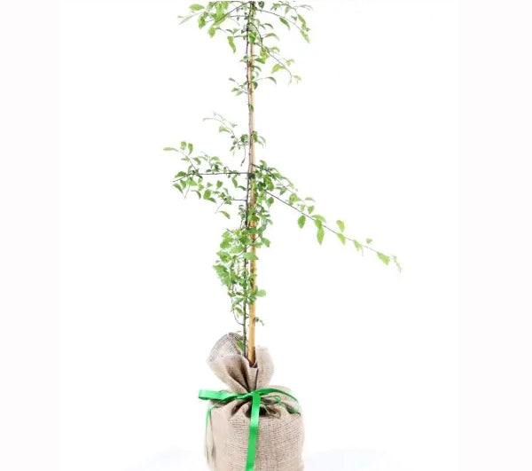 Blackthorn Tree Gift