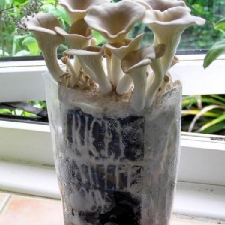 Oyster Mushroom Book Recycler