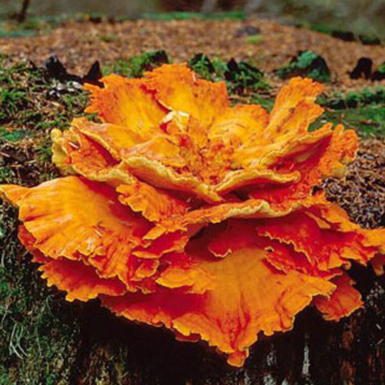 Chicken of the Woods Mushroom Log Kit