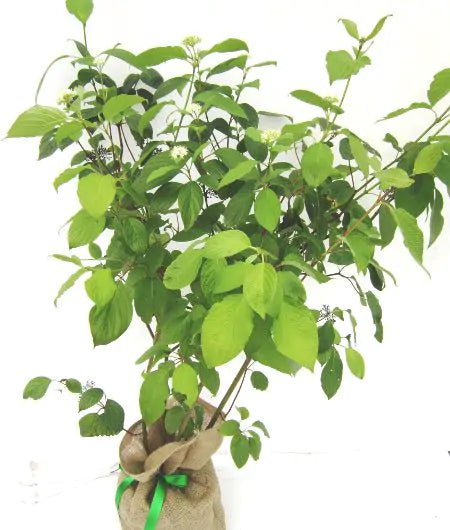 Cornus Alba Tree Gift