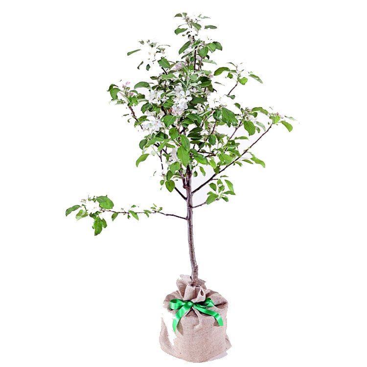 Crab Apple Tree