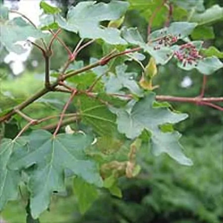 Field Maple Tree Gift