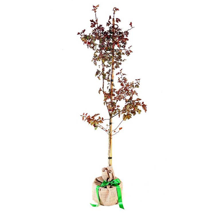 Hawthorn Tree Gift