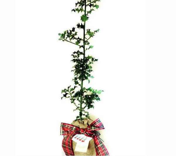 Holly Bush Tree Gift