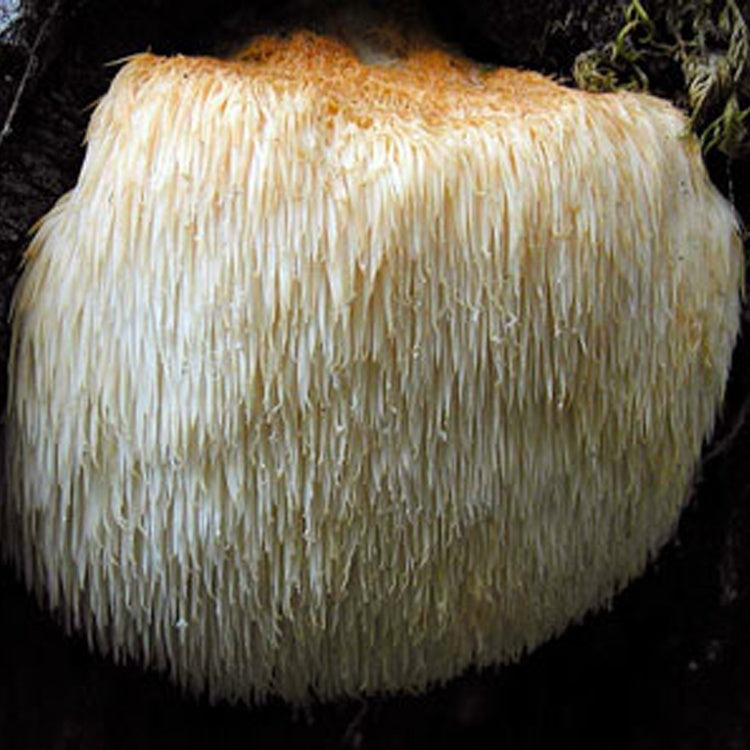 Lions Mane Mushroom Log Kit