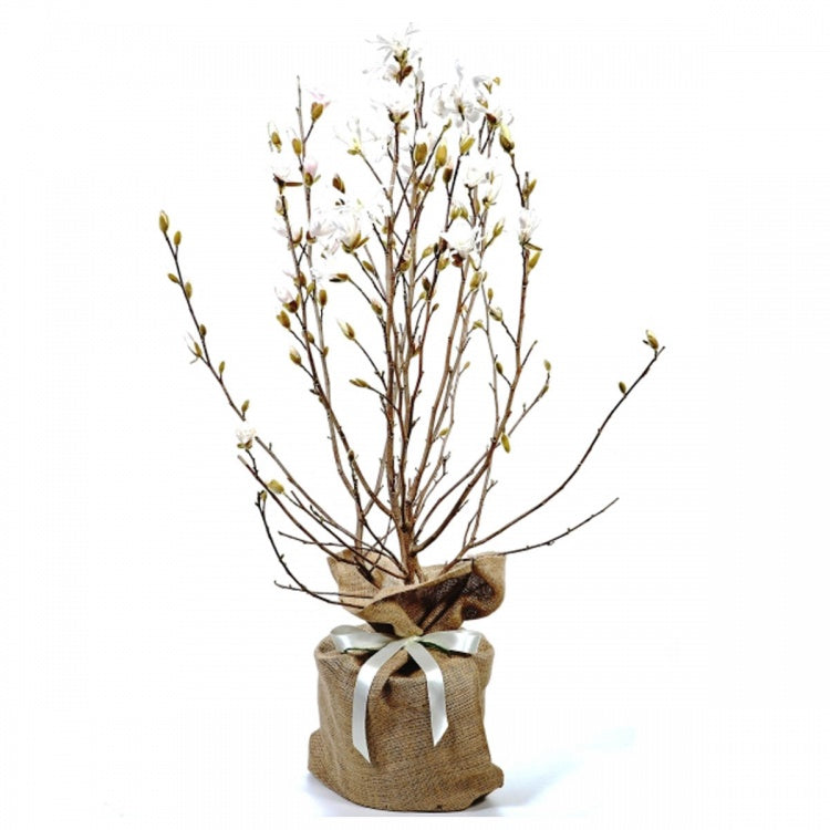 Magnolia Tree Gift
