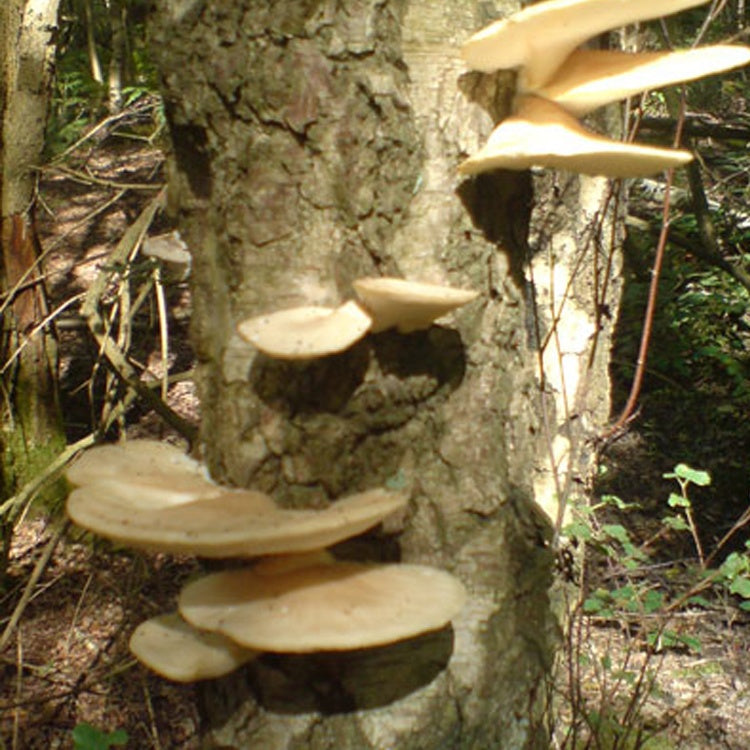 Pearl Oyster Mushroom Log Kit