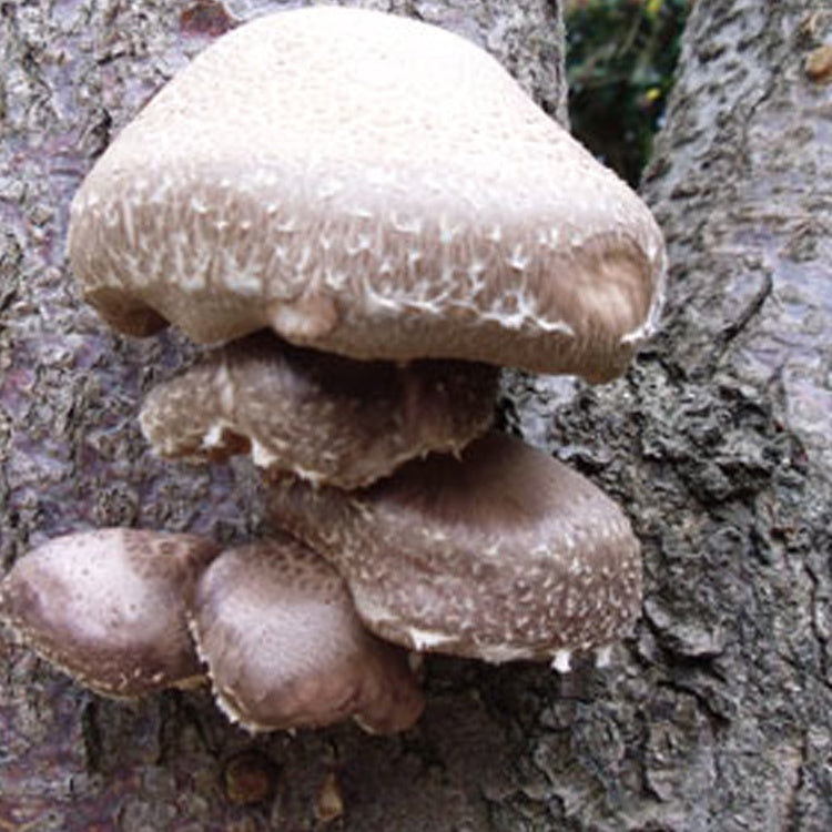 Shitake Mushroom Log Kit