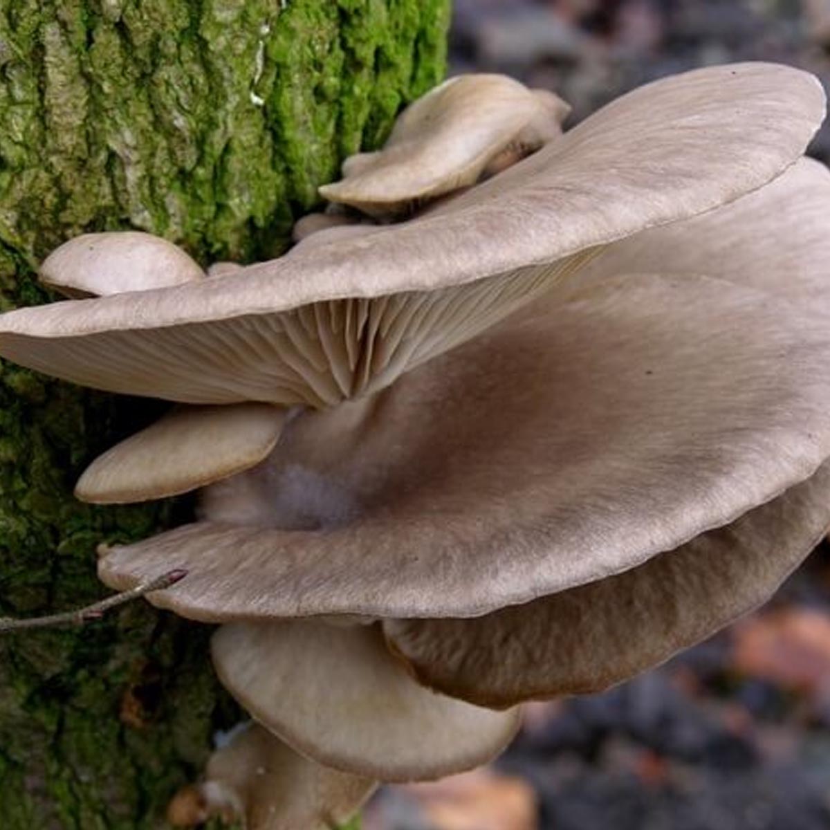 Summer Oyster Mushroom Log Kit