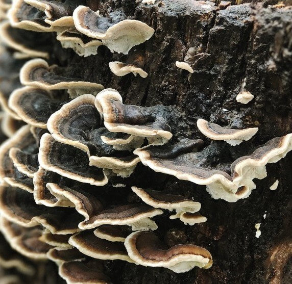 Turkey Tail Mushroom Log Kit