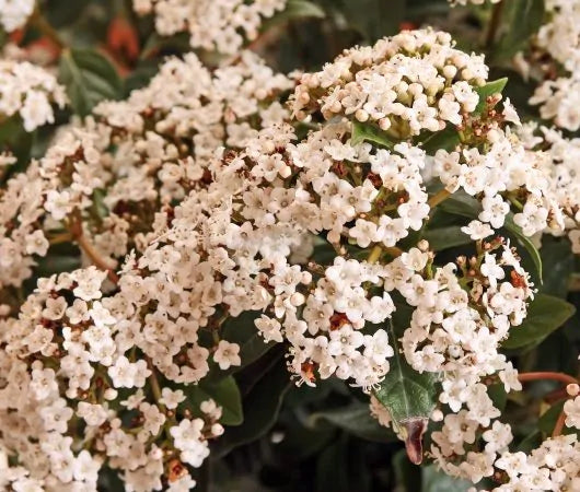 Viburnum Tinus Tree Gift