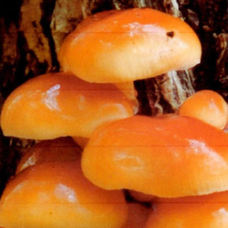 Winter Mushroom Log Kit