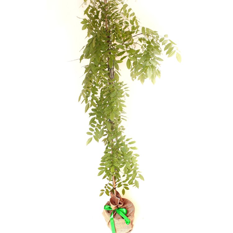 wisteria gift Wisteria Gift – Climbing Flowering Vine – Protect the Planet