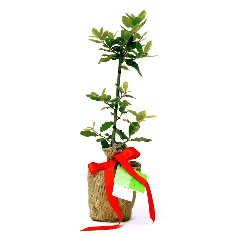 Bay Bush Gift