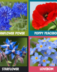Wildflower Wonders Seedbom Gift Set
