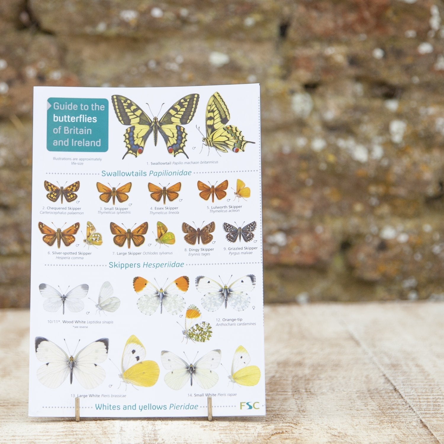 Field Guide - Butterflies of Britain