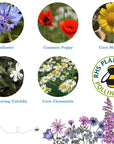 Seedball Wildflower Grab Bags - Annuals Mix