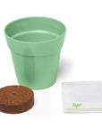 Grow Your Own Dancing Plant