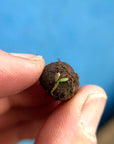 Seedball Wildflower Grab Bags - Garden Meadow Mix